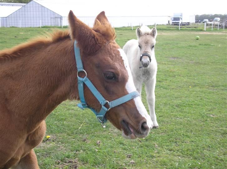 Anden særlig race Manifique Eto'o- SOLGT billede 14