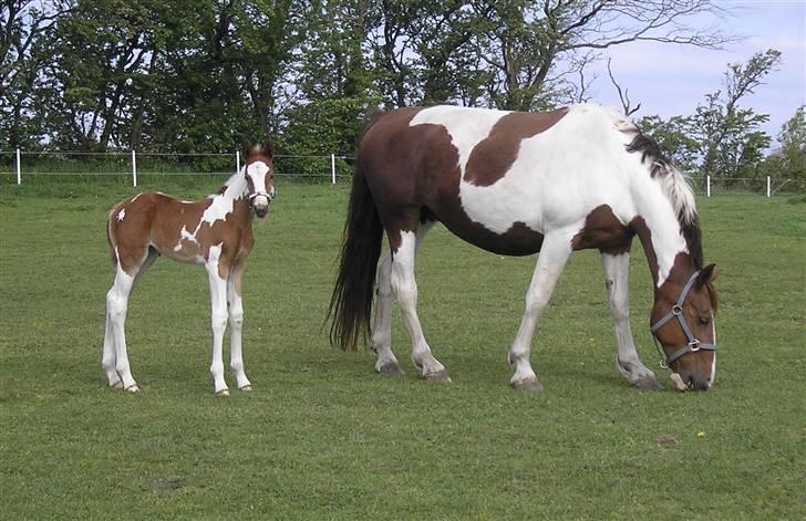 Pinto Donna Electra billede 10