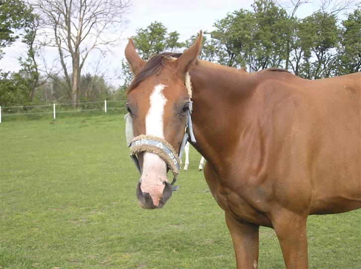 Anden særlig race Donna Shakira- SOLGT.. - Sommeren 2008 billede 11