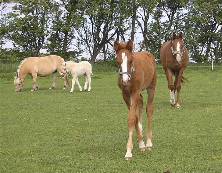 Anden særlig race Donna Shakira- SOLGT.. billede 12