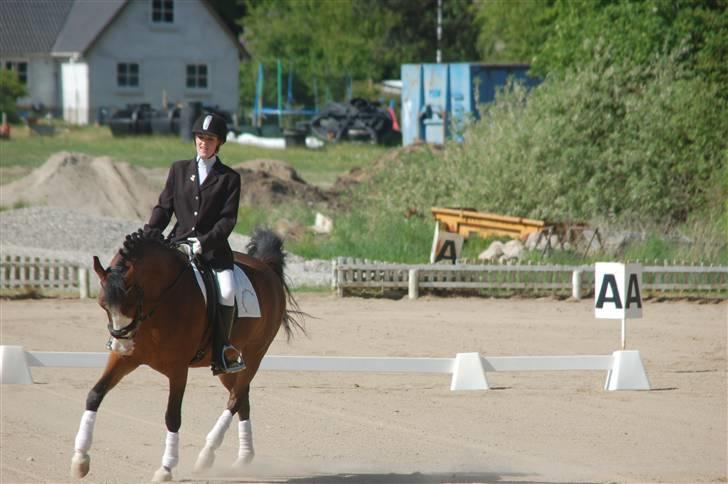 Anden særlig race Karlsbjerggård´s sharingo - Cille og Sharingo til stævne på OHR billede 12