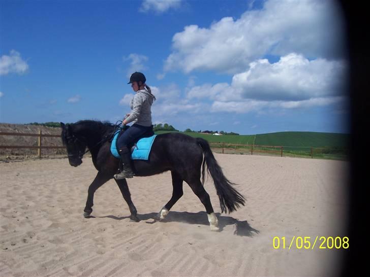 Welsh Cob (sec D) Dynamite Bogart (solgt) - lækker lækker lækker d: <333 billede 4