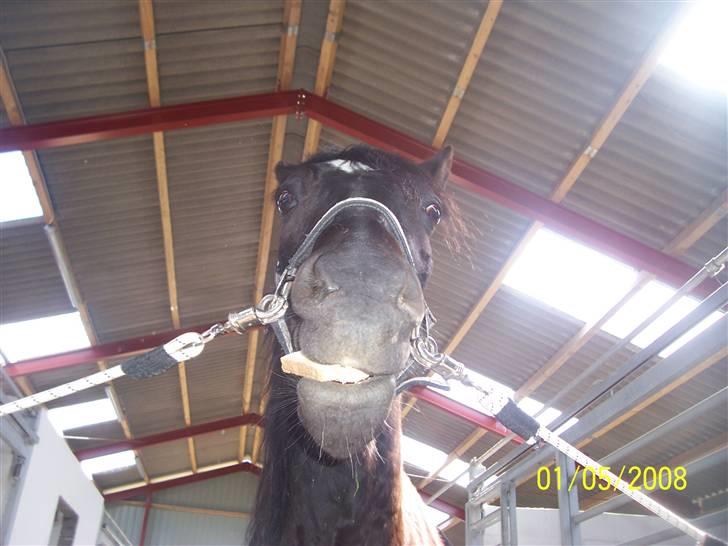 Welsh Cob (sec D) Dynamite Bogart (solgt) - MAAD, jeg elsker mad d: hihi <33 billede 10