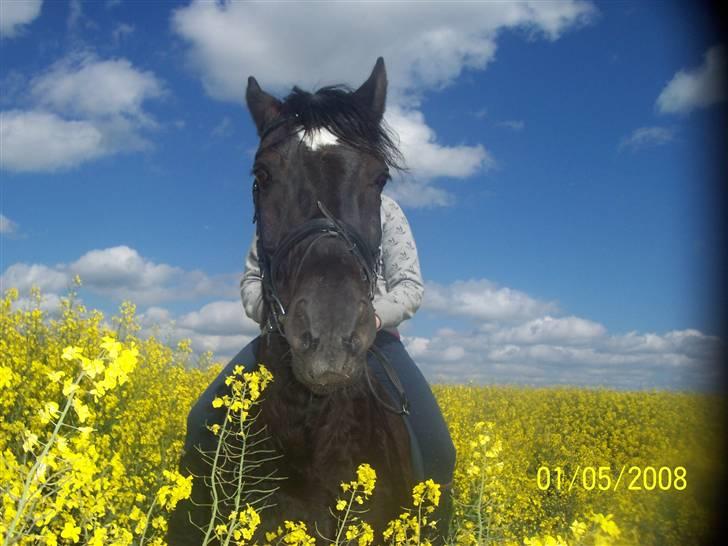 Welsh Cob (sec D) Dynamite Bogart (solgt) - heejsa ;b er jeg ikk bar skøn :P <33 billede 11