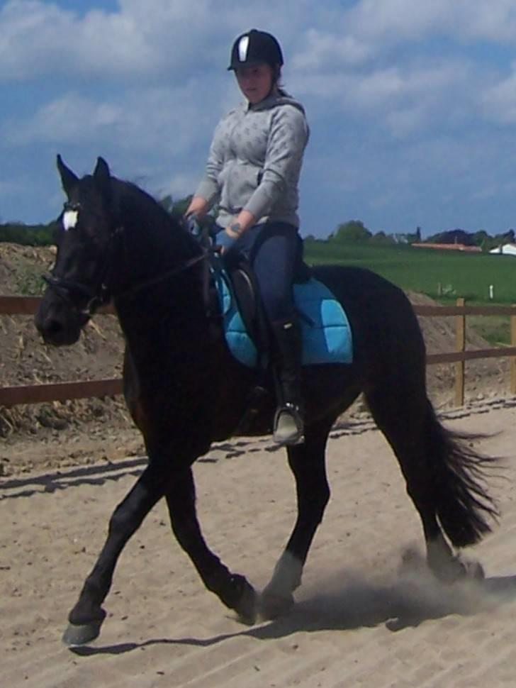 Welsh Cob (sec D) Dynamite Bogart (solgt) - så strækker vi li benene ;b <33 billede 12