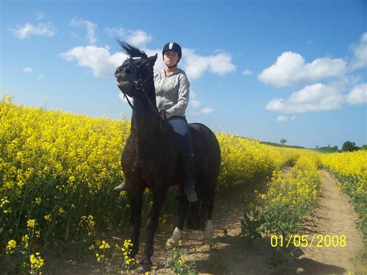 Welsh Cob (sec D) Dynamite Bogart (solgt) billede 14