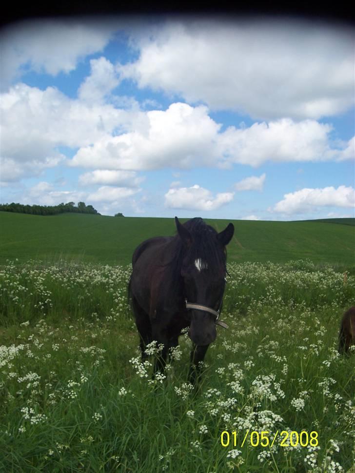 Welsh Cob (sec D) Dynamite Bogart (solgt) - Bogart på folden d: <33 billede 16