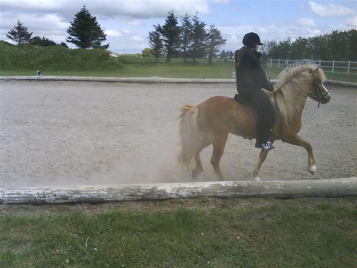 Islænder Von fra Minna-Hofi(SOLGT) - Tölte Tölte billede 9