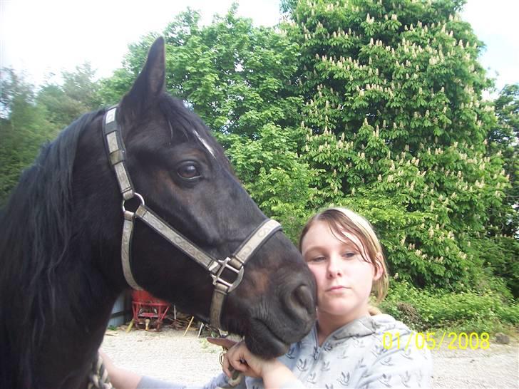 Welsh Cob (sec D) Dynamite Bogart (solgt) - Bogart og jeg... d: <33 billede 17
