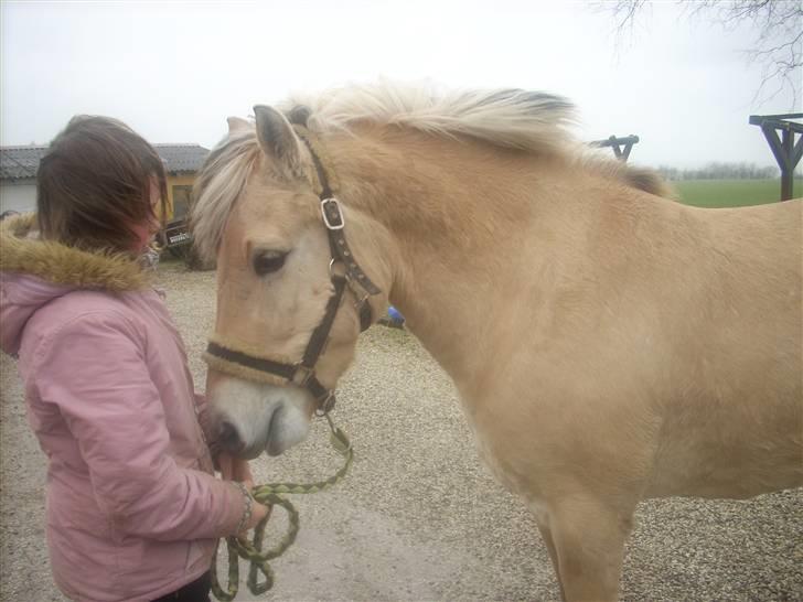 Fjordhest monet*SOLGT* - monet kom hjem i blæse vejr han er så køn billede 6