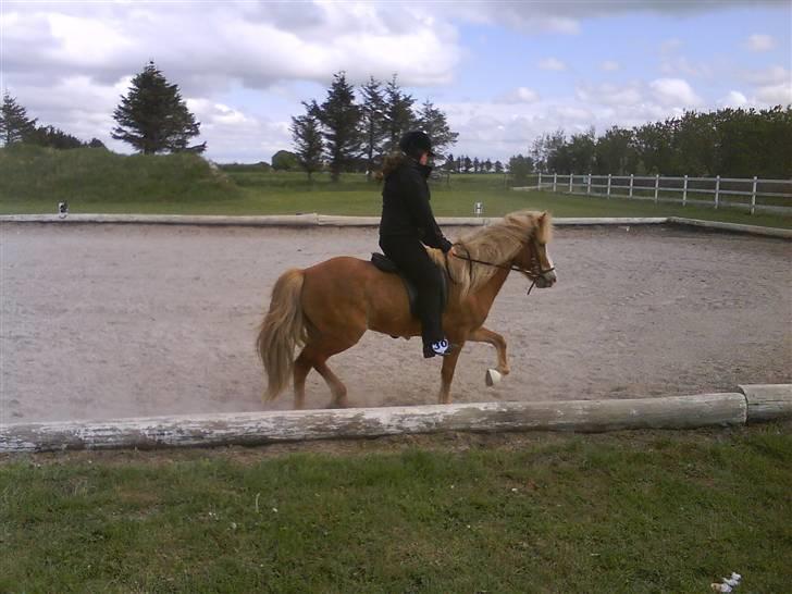 Islænder Von fra Minna-Hofi(SOLGT) - så blev det trav :) billede 10