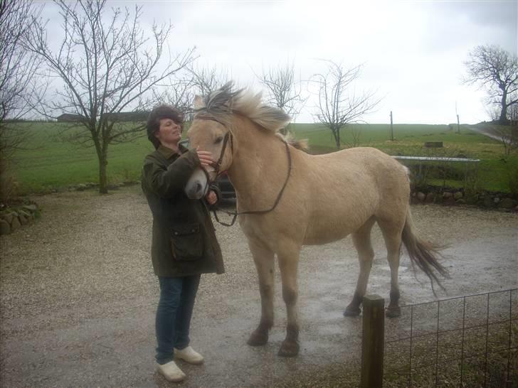 Fjordhest monet*SOLGT* - han er så køn i blæse vejr  billede 7