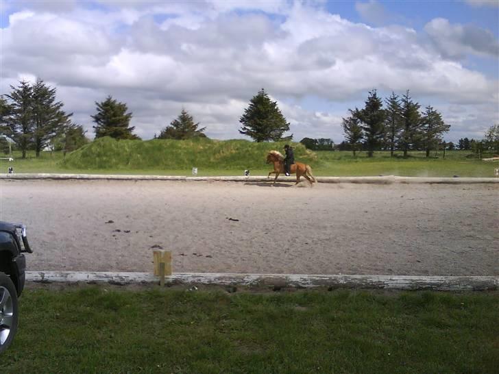 Islænder Von fra Minna-Hofi(SOLGT) - Huhej Galop .. :P billede 11