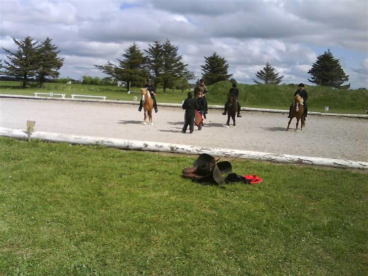 Islænder Von fra Minna-Hofi(SOLGT) - Præmie overekelse 1 i T8 billede 12