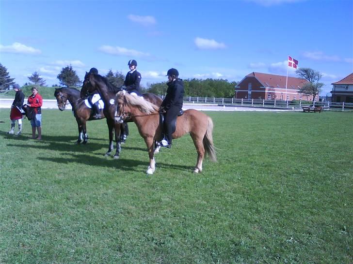 Islænder Von fra Minna-Hofi(SOLGT) - Kåret som bedste islænder billede 13