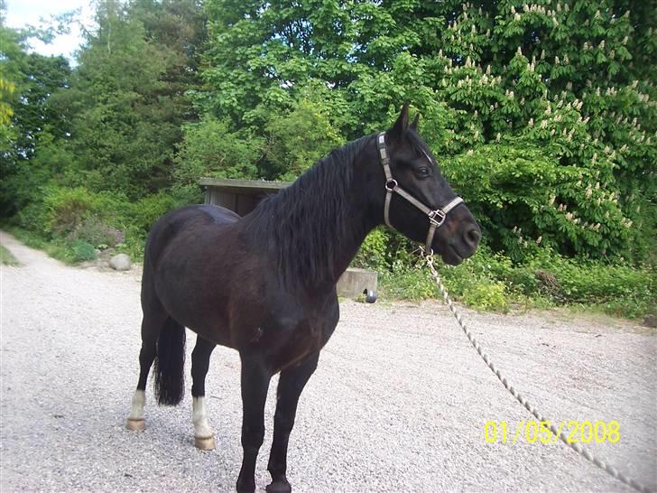 Welsh Cob (sec D) Dynamite Bogart (solgt) - den dejlige bogart ;b <33 billede 20