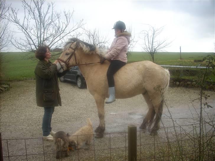 Fjordhest monet*SOLGT* - mig og monet i blæse vejr han var meget urolig billede 8