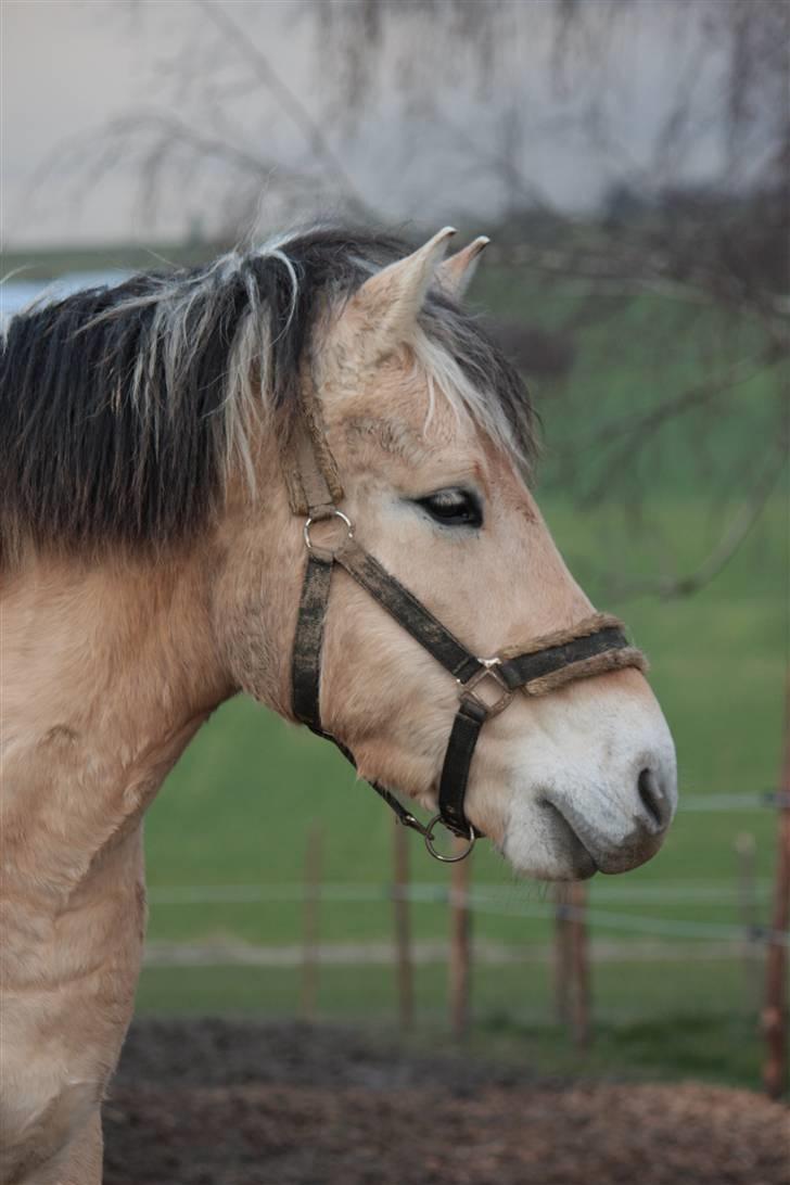 Fjordhest monet*SOLGT* - monet er blevet temmelig våd billede 9