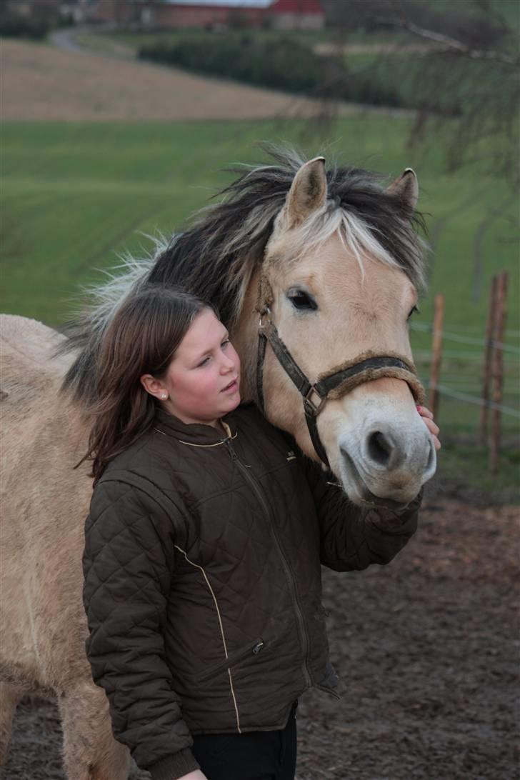 Fjordhest monet*SOLGT* - mig og monet krammer billede 10
