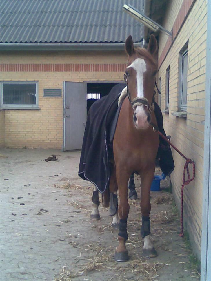 Hollandsk Sportspony Lex <3 R.I.P :( - Taget d. 4/5-08 . Lige inden vi skal ud og ride (: Fotograf : Mig (: billede 20