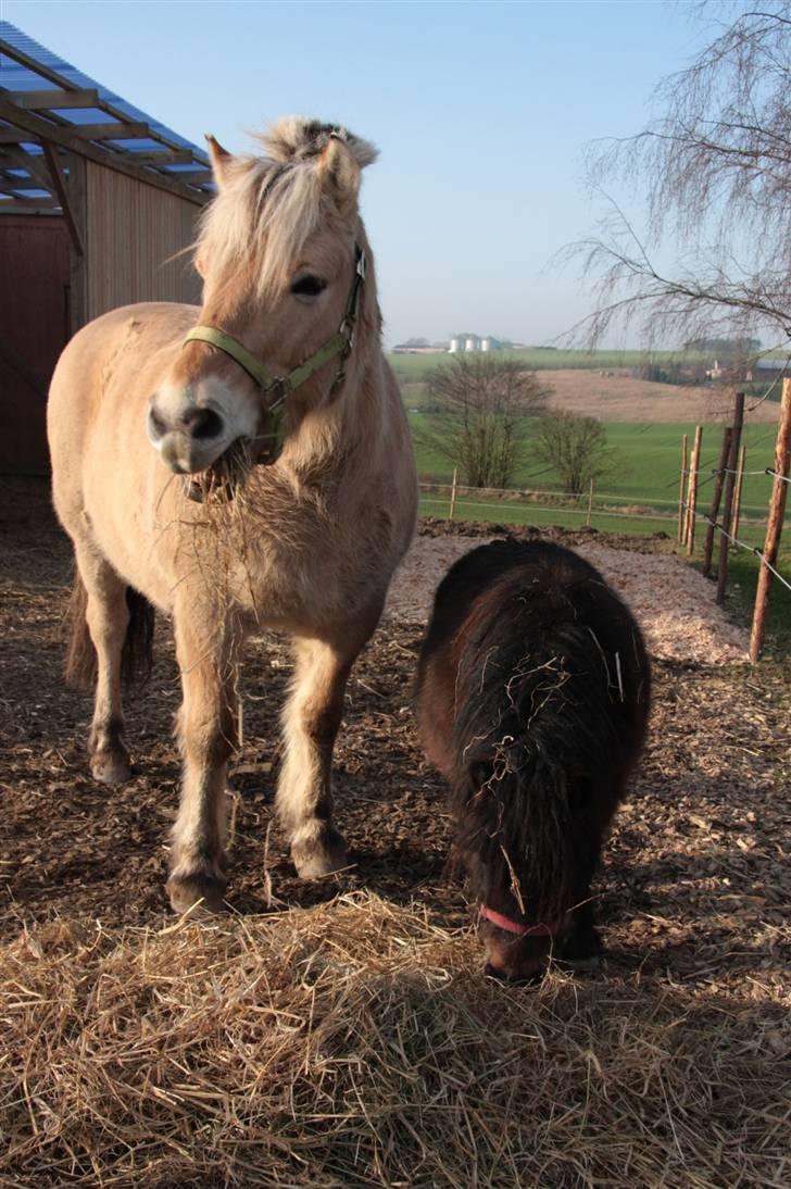 Fjordhest oliver - fine oliver sammen med ASTA billede 6