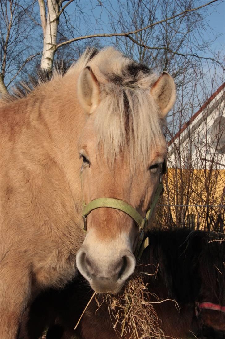 Fjordhest oliver - namme nam billede 7