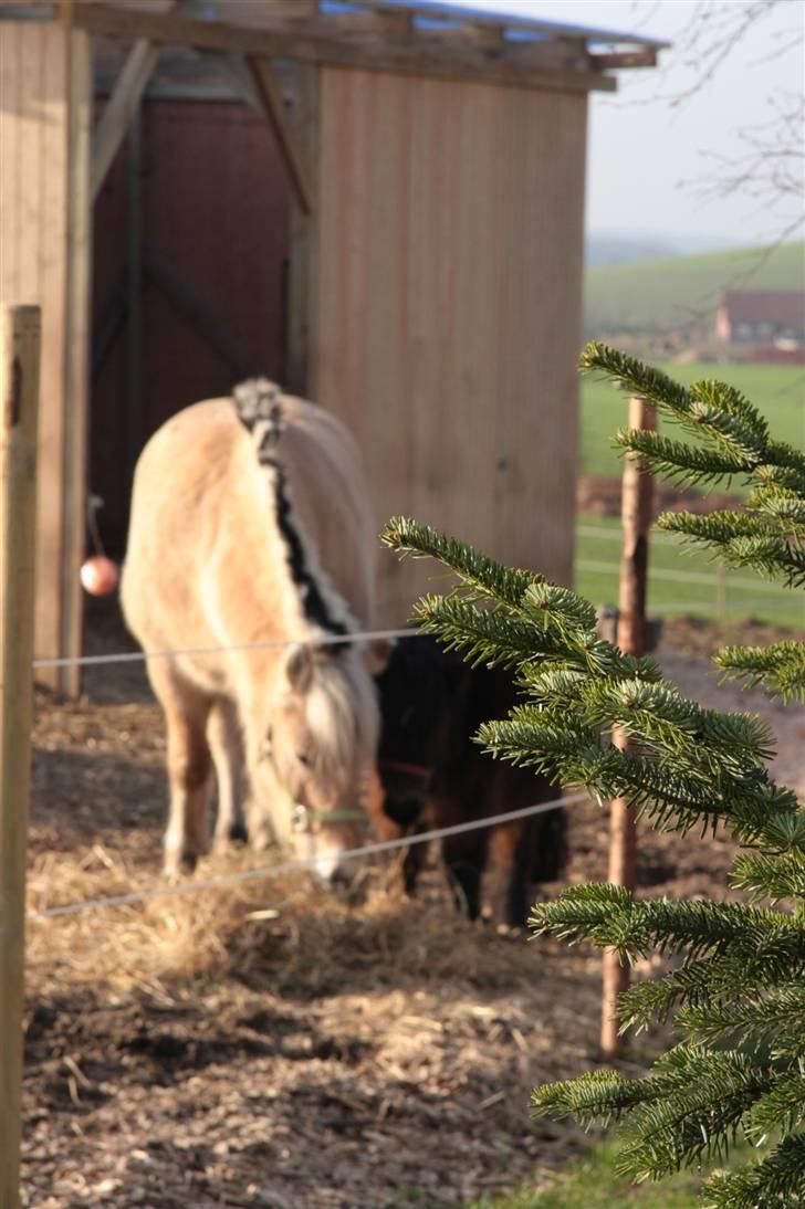 Fjordhest oliver - nam billede 8