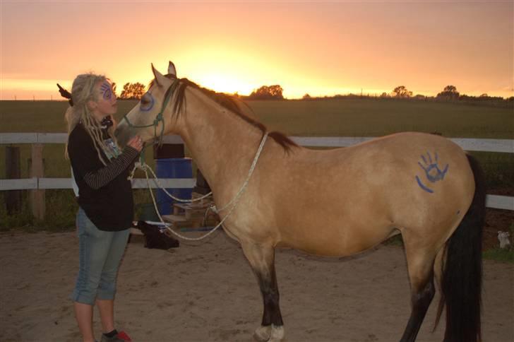 Welsh Pony af Cob-type (sec C) Fanny af Sønderbo billede 2