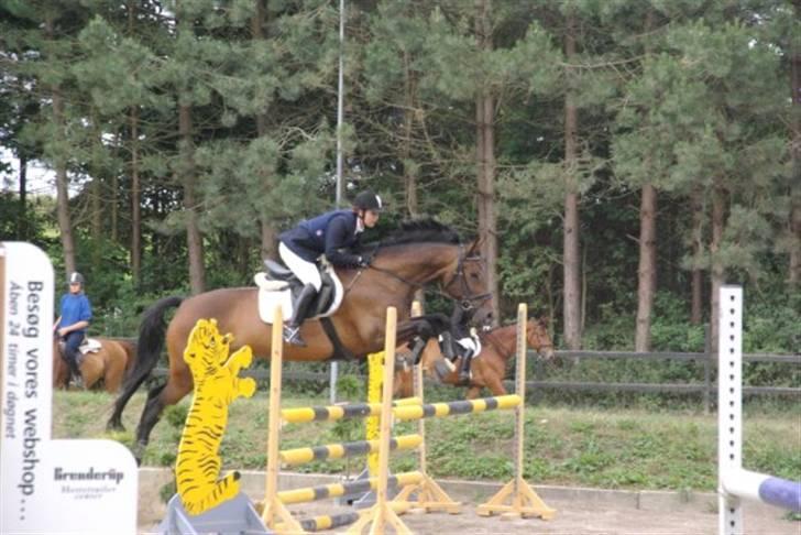 Dansk Varmblod Little Lady (Aflivet) billede 12