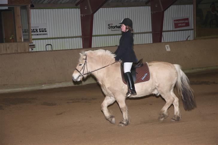 Fjordhest oliver -  det var fantastisk  billede 10