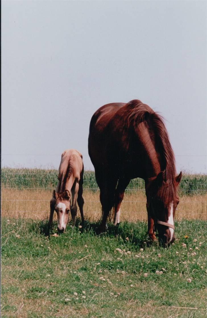 Welsh Pony af Cob-type (sec C) Fanny af Sønderbo billede 3
