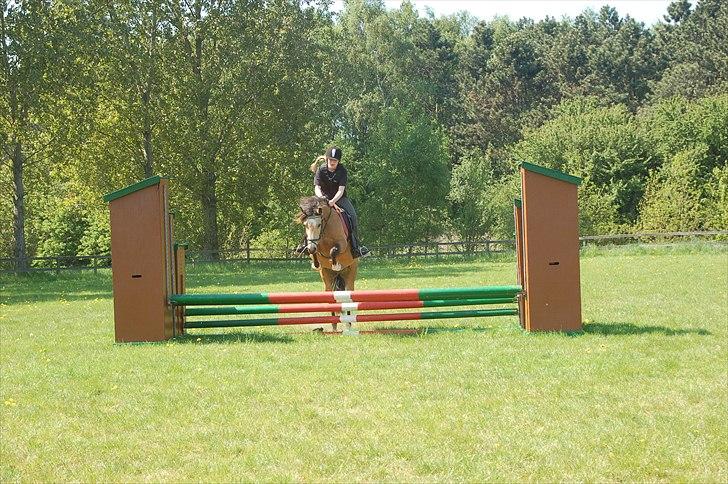 Welsh Pony af Cob-type (sec C) Fanny af Sønderbo - Spring træning på OHR billede 4