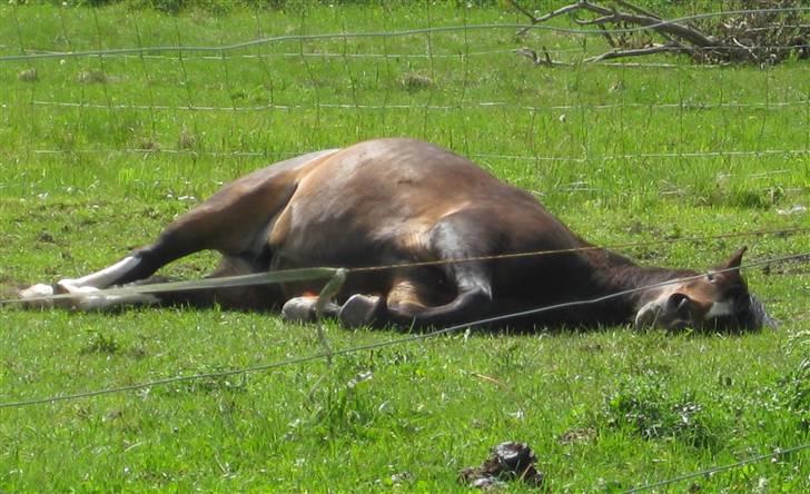 Dartmoor Manze af Vejlebro - Den tykke tager en slapper! billede 4