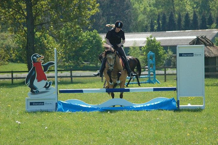 Welsh Pony af Cob-type (sec C) Fanny af Sønderbo - Springtræning over vandgraven billede 7