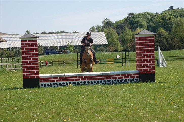 Welsh Pony af Cob-type (sec C) Fanny af Sønderbo - Træning over muren billede 8