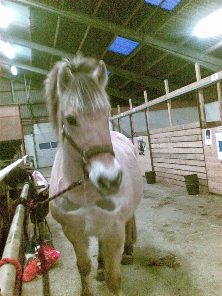 Fjordhest LOTTE Gl. PART billede 15