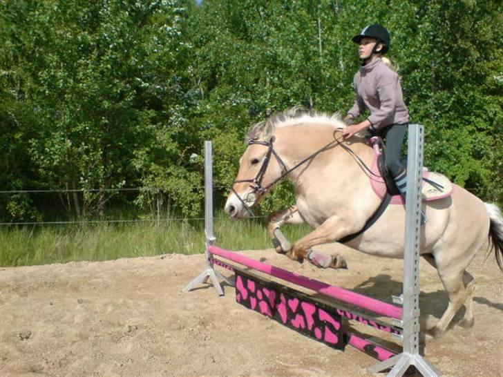 Fjordhest LOTTE Gl. PART billede 16