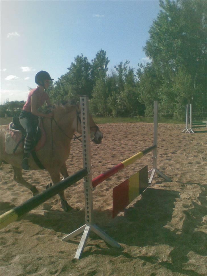 Fjordhest LOTTE Gl. PART billede 17