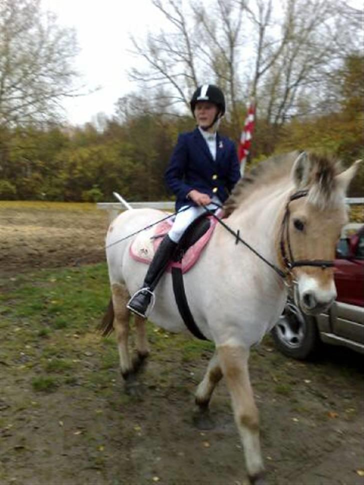 Fjordhest LOTTE Gl. PART - Til stævne billede 18