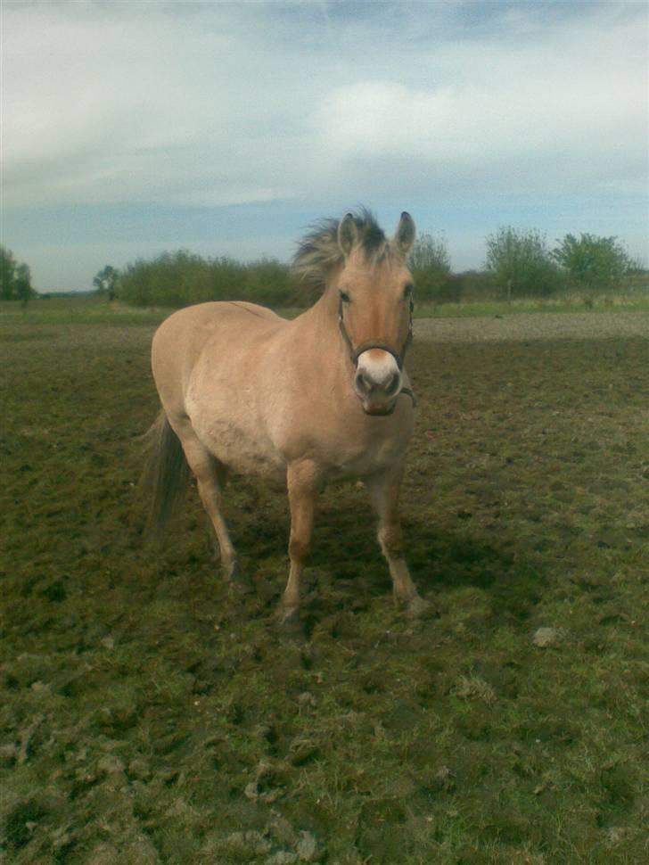 Fjordhest LOTTE Gl. PART billede 19