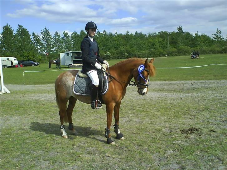 New Forest Søgård Roxana (Solgt) - til stævne i bording :) billede 18