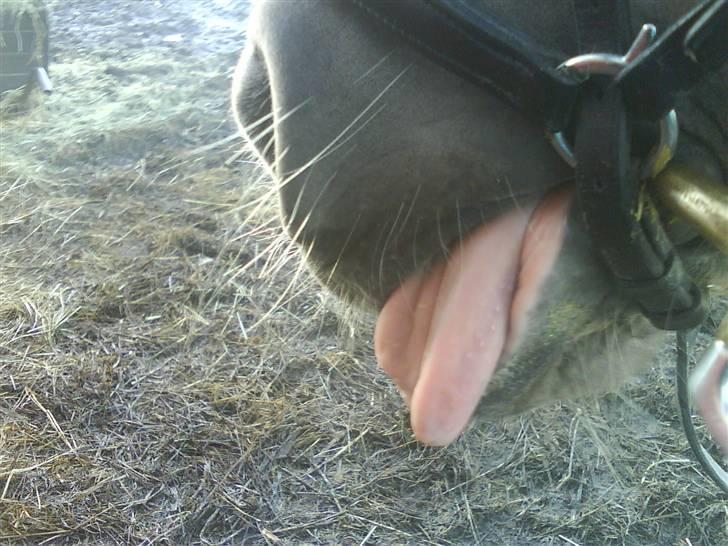 Haflinger Meike - solgt -  - Meike´s over seje tunge, (*hun står med helt løse tøjler*) billede 11