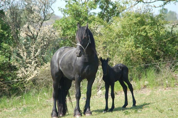 Frieser Chavel billede 5