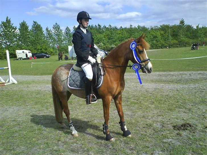 New Forest Søgård Roxana (Solgt) - stævne i bording vandt to 2. pladser i den samme klasse :D billede 19