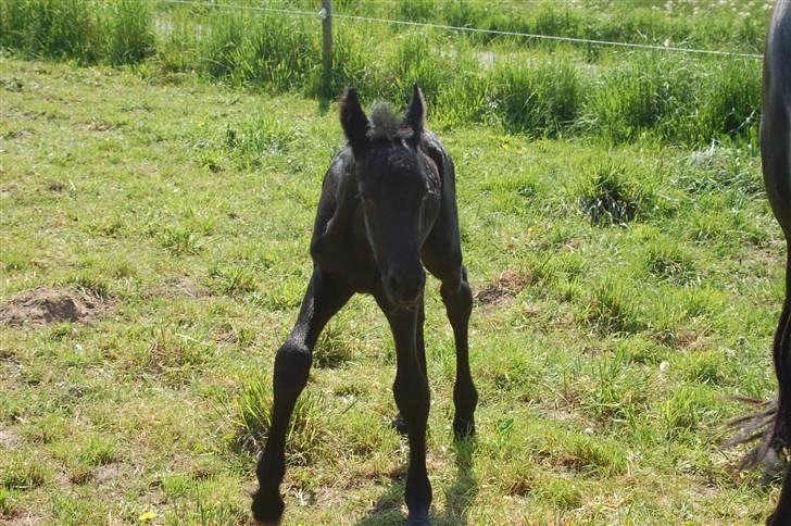 Frieser Chavel billede 6