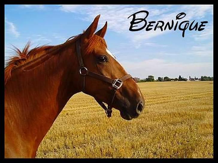 Dansk Varmblod Bernique. billede 12