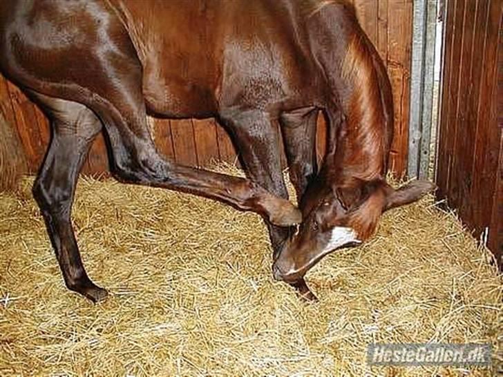 Dansk Varmblod Bernique. - Baby Bernie . billede 13