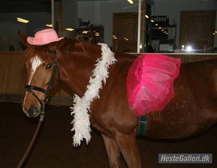 Dansk Varmblod Bernique. - Lidt sjov har vi da lov til at ha ;) billede 14