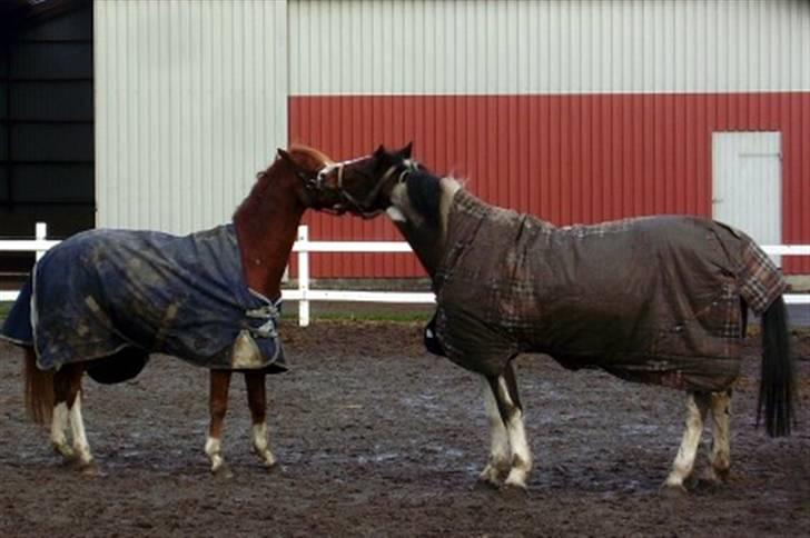 Hollandsk Sportspony Fireball - Så bliver der leget med Fønix ...  billede 3