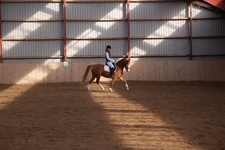 Hollandsk Sportspony Fireball - Opvarmning ÅSRK  billede 5